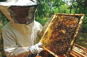 Algérie (Relizane) - Les apiculteurs face au phénomène de la disparition des abeilles