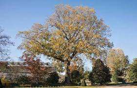 Planète (France/Europe) - Paris: Une plateforme participative pour recenser les «arbres remarquables»