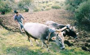 La notion d'espace- temps dans la pensée amazighe.