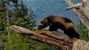 Planète (Etats-Unis/Amérique du Nord) - Un rare glouton capturé et équipé d'un collier GPS pour la première fois dans l'Utah