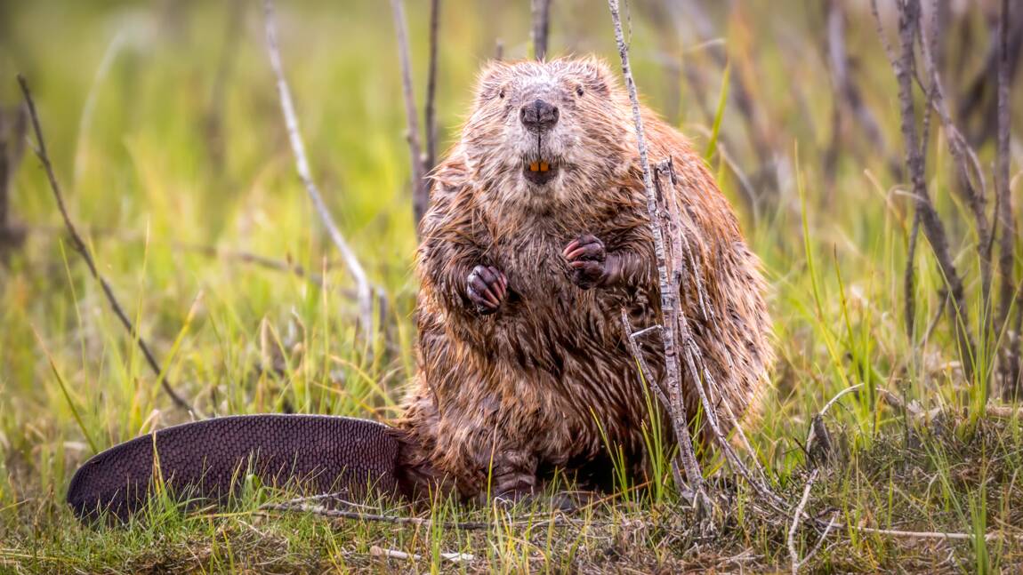 Planète - Comment les castors aident à lutter contre les incendies en Amérique du Nord ?