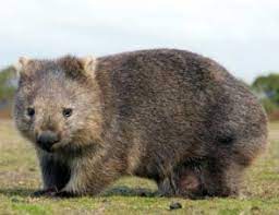 Planète (Océanie) - Australie: les wombats ont sauvé d'autres animaux pendant les incendies