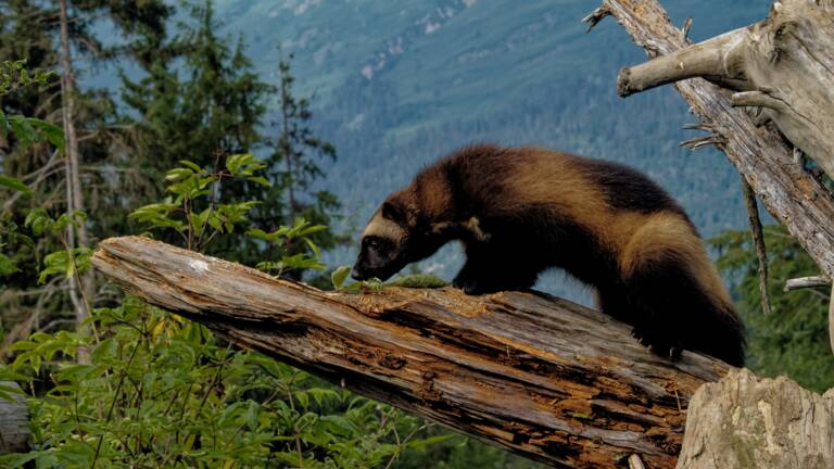 Planète (Etats-Unis/Amérique du Nord) - Un rare glouton capturé et équipé d'un collier GPS pour la première fois dans l'Utah