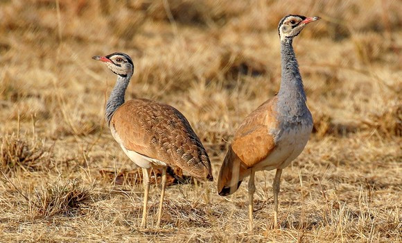 Algérie - Lâcher de 500 jeunes outardes à Bechar et Béni-Abbes