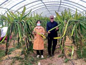 Béni Béchir (Skikda) - Une première au niveau national: Le fruit du dragon en culture
