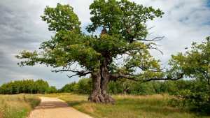 Planète - Arbre européen de l'année: et les plus beaux spécimens de 2022 sont...