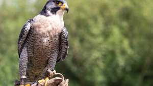 Planète (Amérique du Nord) - Canada: filmé 24h/24, ce couple de faucons passionne les internautes