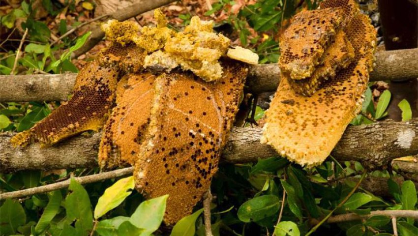 Oued El Aneb (Annaba) - Un vieil homme tué par des abeilles