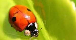 Planète (France/Europe) - Caen: Les distributions de coccinelles (à deux points), mangeuses de pucerons