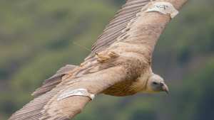 Planète - Des scientifiques vont utiliser 100.000 animaux sauvages pour veiller sur l'environnement