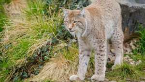 Planète (Europe) - Avec 150 lynx sur son territoire, la France publie un plan pour les protéger
