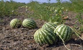 Algérie (Béchar) - Dégustez les premiers melons et pastèques de la saison