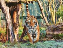 Planète (Europe) - Ukraine: Le zoo de Kharkiv se prépare à abattre ses animaux dangereux à cause des bombardements