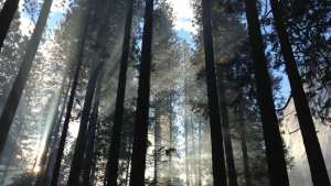 Planète (Amérique du Nord) - Journée de la Terre: Aux Etats-Unis, Joe Biden ordonne la protection des forêts anciennes