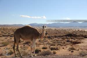 Béchar : l’élevage camelin, élément du patrimoine économique et culturel de la wilaya