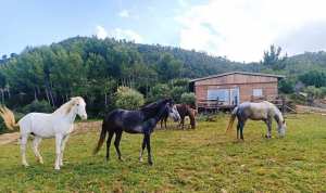 Béjaïa - Reportage / Ferme de Djerba: Ecotourisme et équithérapie