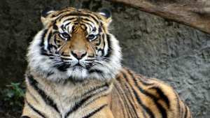 Planète (Asie) - Indonésie: Trois tigres de Sumatra extrêmement rares retrouvés morts dans des pièges