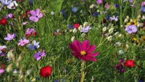 Planète (Royaume-Uni/Europe) - Une ONG britannique demande de ne pas tondre sa pelouse en mai pour préserver la biodiversité