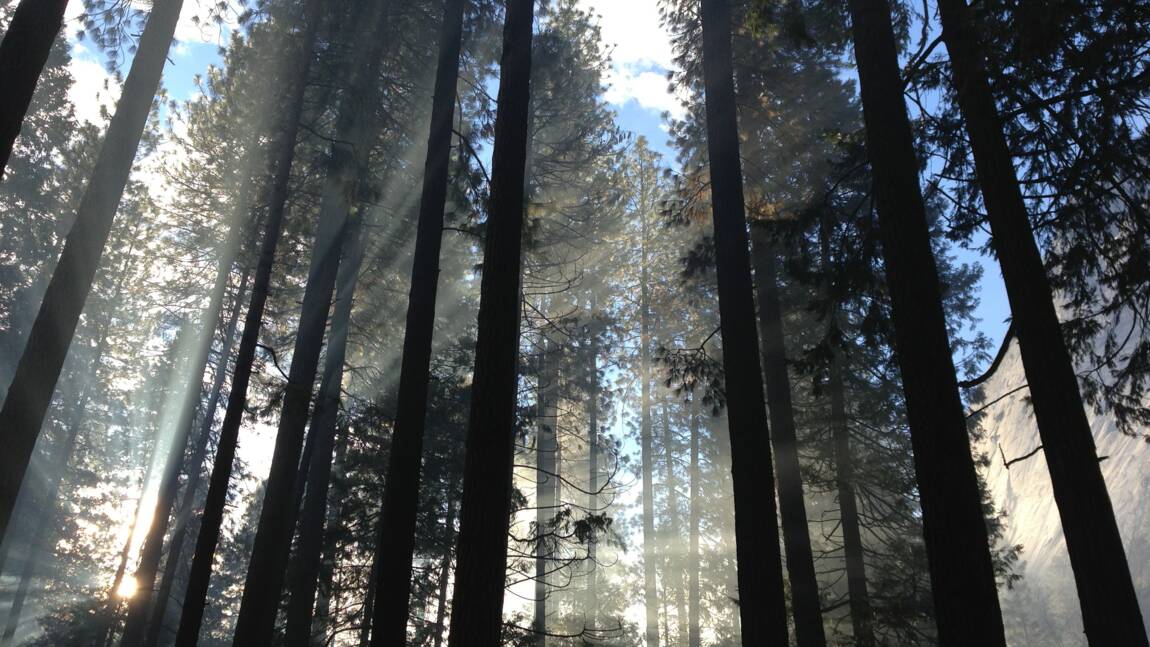 Planète (Amérique du Nord) - Journée de la Terre: Aux Etats-Unis, Joe Biden ordonne la protection des forêts anciennes