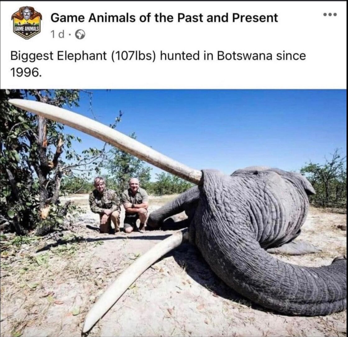Planète (Afrique) - Botswana: un chasseur abat le plus grand éléphant tusker du pays après avoir payé 50.000 dollars