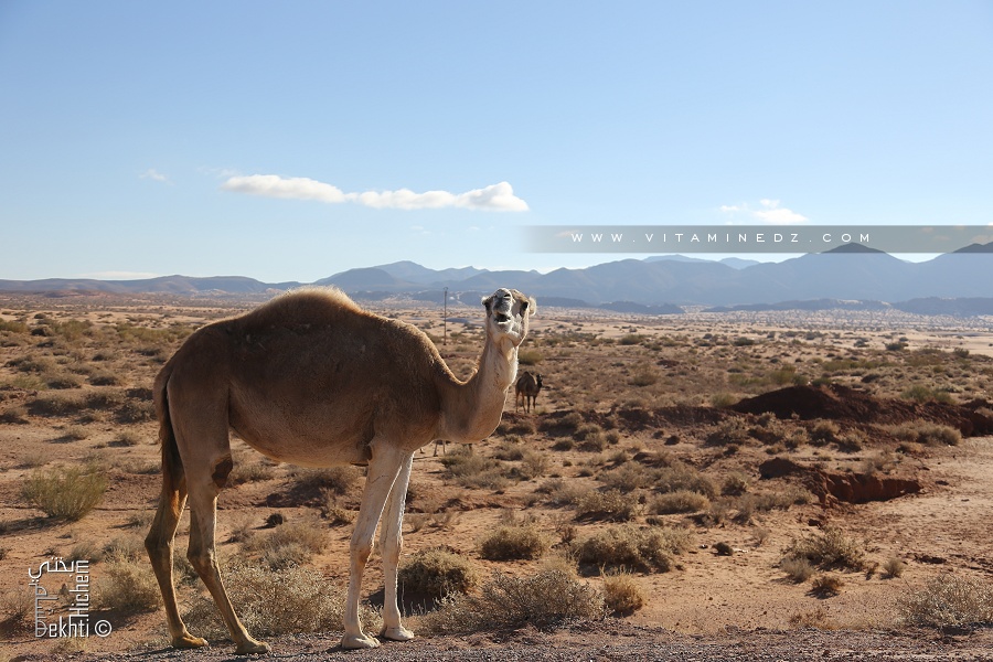 Béchar : l’élevage camelin, élément du patrimoine économique et culturel de la wilaya