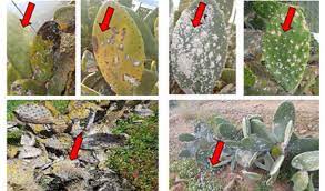 Algérie (Tlemcen) - Un insecte ravage les figuiers de Barbarie