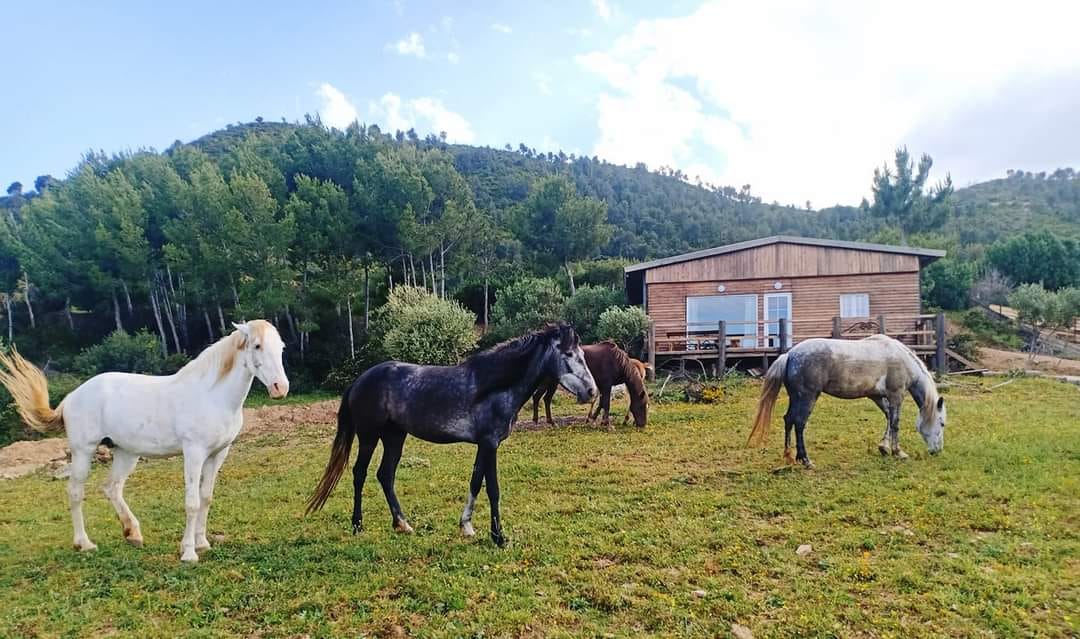 Béjaïa - Reportage / Ferme de Djerba: Ecotourisme et équithérapie