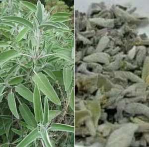 عشبة المرمية