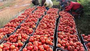 Algérie (Mostaganem) - Vers une production abondante de la tomate