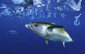 Planète - Pollution: Comment la Méditerranée se transforme en «réservoir de déchets plastiques»