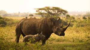 Planète (Afrique du Sud/Afrique) - Rhinocéros blancs: un éleveur sud-africain veut en relâcher une centaine par an