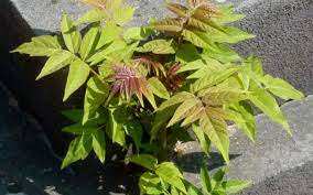 Algérie - Alerte à l’ailante, il envahit les villes