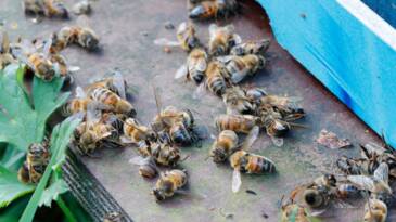 Planète - Les abeilles se donnent la mort lors des vagues de chaleur