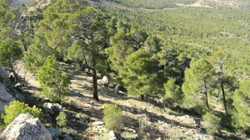 Tlemcen: Interdiction provisoire d’accès à 20 espaces boisés