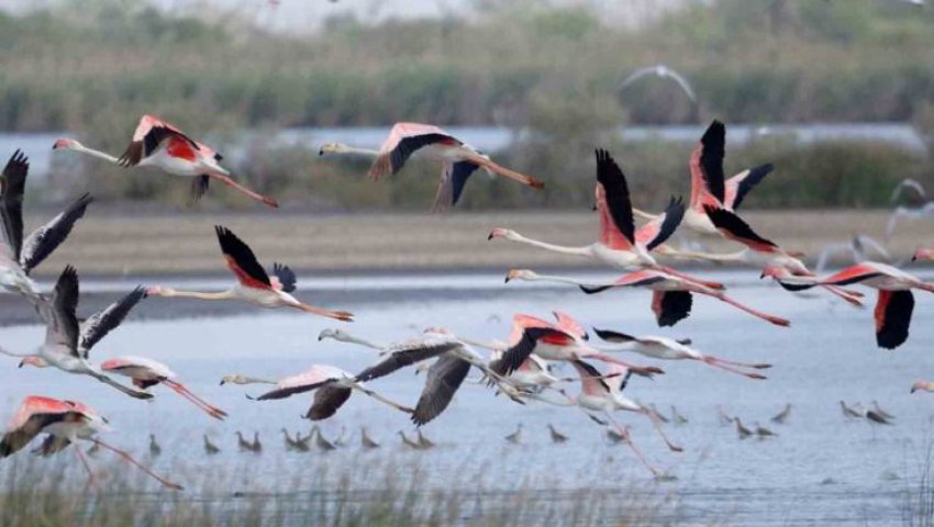 Conservation des zones humides et changement climatique