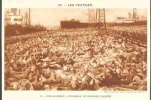 الدغمة السلالة رقم 1 بالعالم...