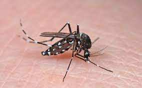 Planète (Afrique) - Institut Pasteur: Le moustique tigre s’est installé en Algérie