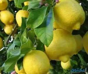 طريقة_تقليم_شجرة_الليمون و أسباب عدم إثمار شجرة الليمون: