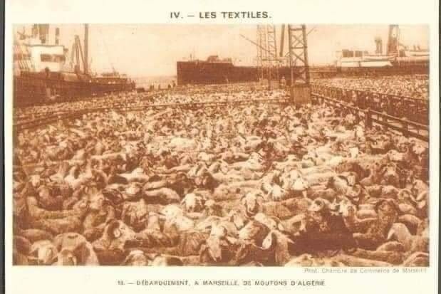 الدغمة السلالة رقم 1 بالعالم...