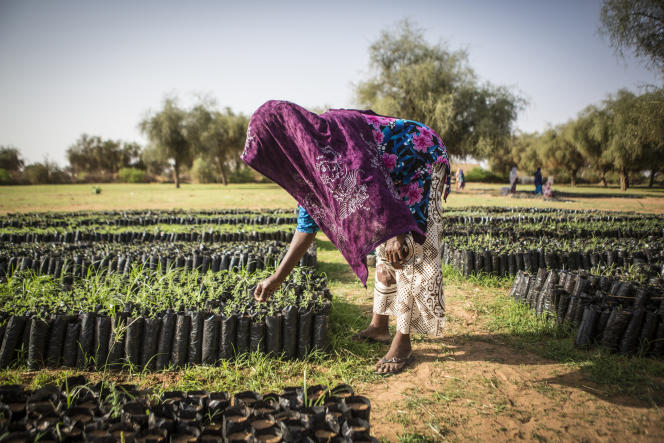 Planète (Afrique) - La Grande Muraille verte, laboratoire africain de l’écologie de la santé