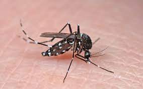 Planète (Afrique) - Institut Pasteur: Le moustique tigre s’est installé en Algérie