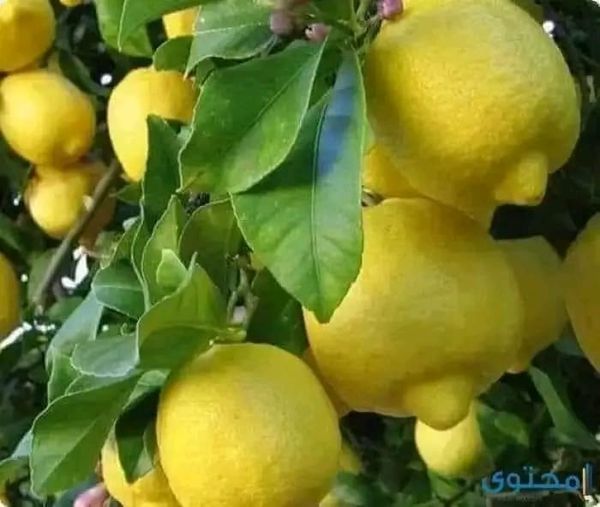 طريقة_تقليم_شجرة_الليمون و أسباب عدم إثمار شجرة الليمون: