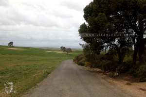 La foret de Tenira un poumon écologique environnemental de la région ravagé par le feu.