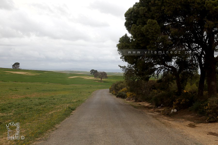 La foret de Tenira un poumon écologique environnemental de la région ravagé par le feu.