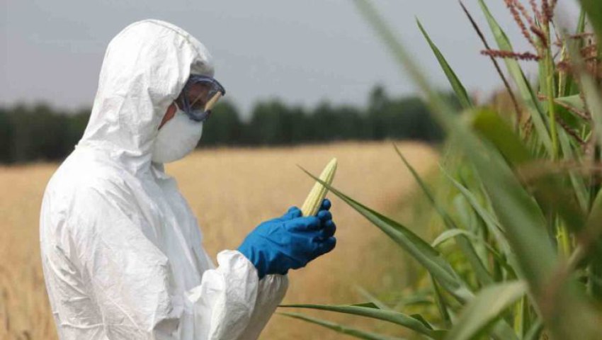 Les cultures génétiquement modifiées dans la lutte contre le changement climatique