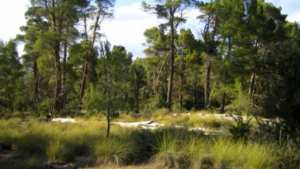 Industrie de la carbonisation du bois Un créneau au secours de la forêt