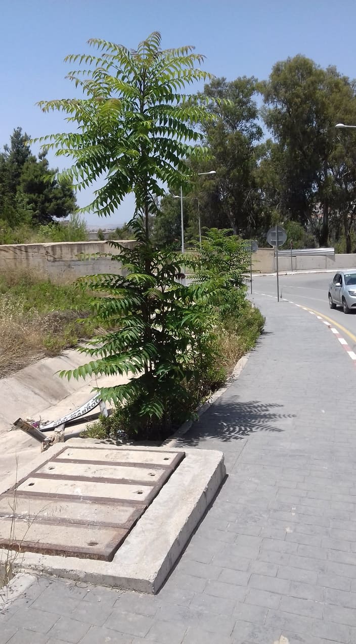 Planète - Constantine (Algérie/Afrique): L'Ailante, arbre ornemental, en expansion dans le monde. Cas de la ville du Rocher ou des Ponts