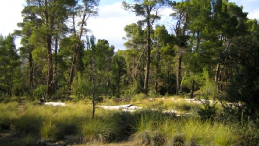 Industrie de la carbonisation du bois Un créneau au secours de la forêt
