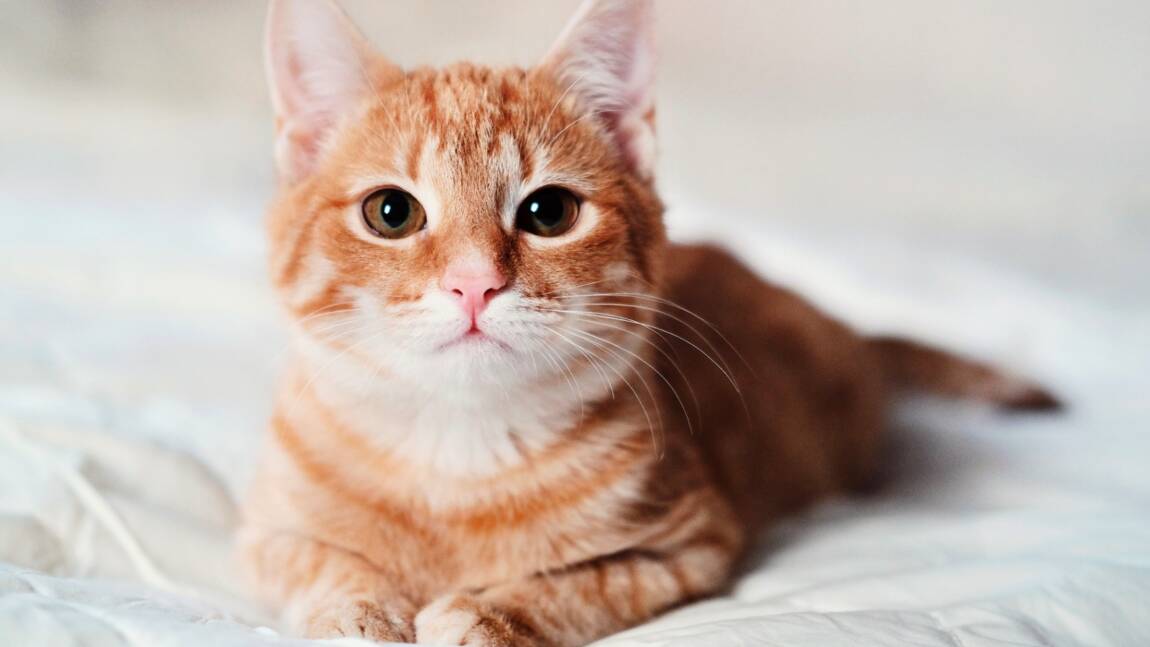 Planète (Europe) - Pourquoi les chats sont considérés comme des espèces invasives en Pologne