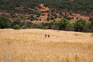 Henni prévoit une récolte record en matière de céréales